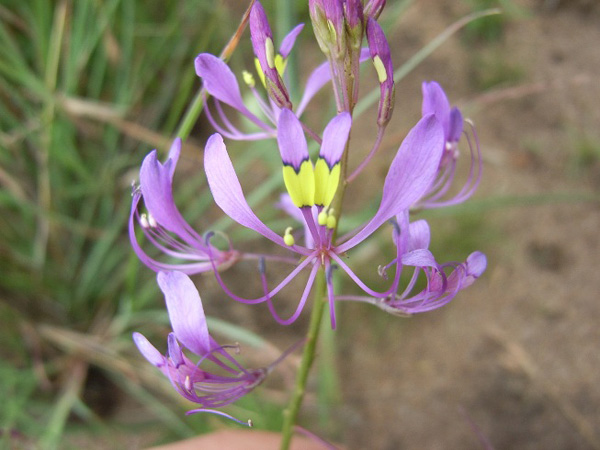 Cleome maculata in Magaliesberg; Photographed by Jack Latti